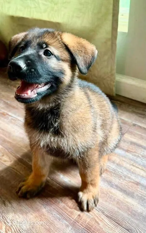 Spunky twin female  – German Shepherd Dog puppy for sale in Huntsville, AL