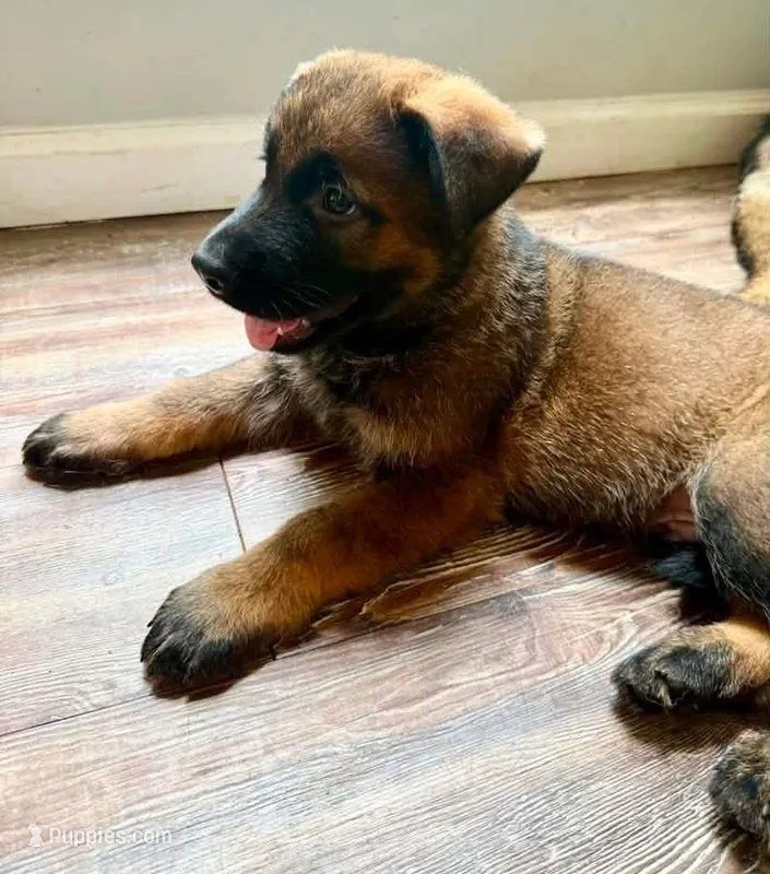 Male with socks – German Shepherd Dog puppy for sale in Huntsville, AL
