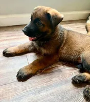 Male with socks, a male German Shepherd Dog for sale in Huntsville, AL – 1 of 3