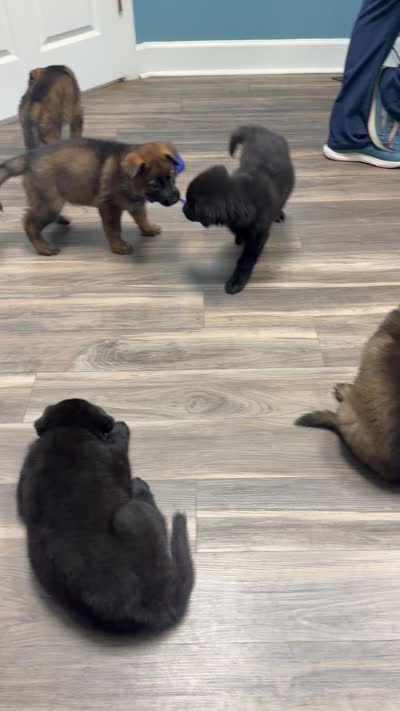 Black female , a female German Shepherd Dog for sale in Huntsville, AL – 5 of 6