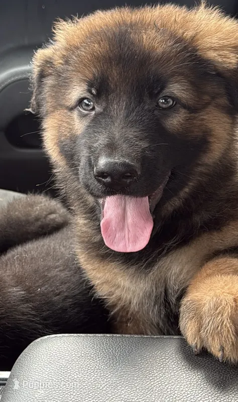 Long coat male – German Shepherd Dog puppy for sale in Huntsville, AL