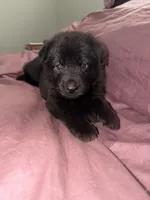 Black female , a female German Shepherd Dog for sale in Huntsville, AL – 4 of 6