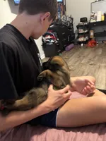 Sweet twin female , a female German Shepherd Dog for sale in Huntsville, AL – 4 of 5