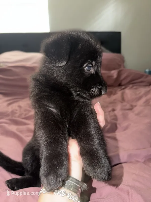 Black female  – German Shepherd Dog puppy for sale in Huntsville, AL