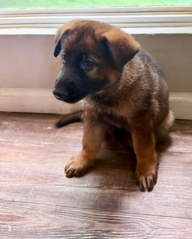 Sweet twin female  – German Shepherd Dog puppy for sale in Huntsville, AL