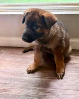 Sweet twin female , a female German Shepherd Dog for sale in Huntsville, AL – 1 of 5