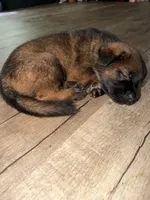 Long coat male, a male German Shepherd Dog for sale in Huntsville, AL – 2 of 2