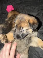 Sweet twin female , a female German Shepherd Dog for sale in Huntsville, AL – 2 of 5