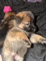 Spunky twin female , a female German Shepherd Dog for sale in Huntsville, AL – 2 of 5