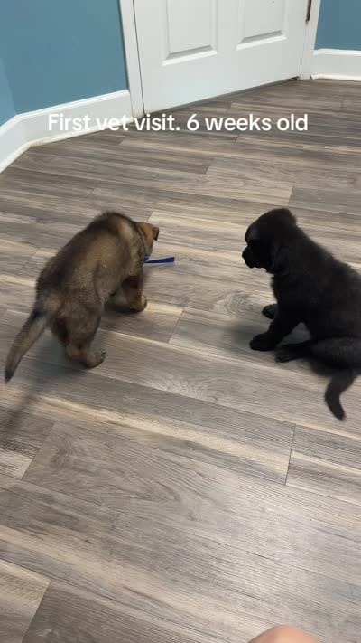 Black female , a female German Shepherd Dog for sale in Huntsville, AL – 6 of 6