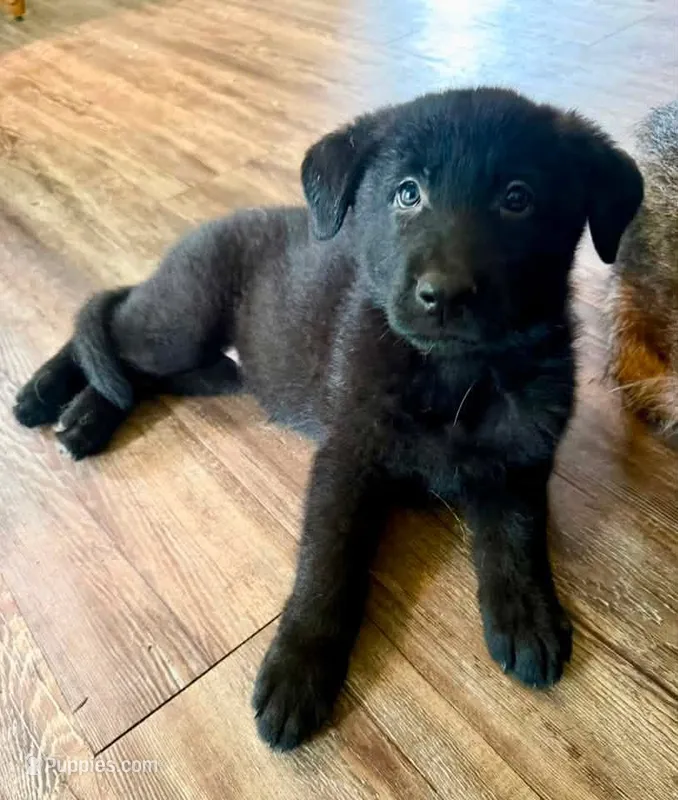 Black female , a female German Shepherd Dog for sale in Huntsville, AL – 1 of 6