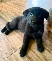 Black female , a female German Shepherd Dog for sale in Huntsville, AL – 1 of 6