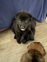 Black female , a female German Shepherd Dog for sale in Huntsville, AL – 3 of 6