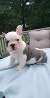 Vinnie, a male French Bulldog for sale in Greensboro, NC – Photo 2 of 5