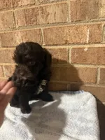 Jimmy , a male Yorkipoo for sale in Greensboro, NC – 3 of 4