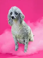 Bluey, a female Poodle - Miniature  for sale in Greensboro, NC – 2 of 5