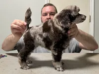 Bingo, a female Poodle - Miniature  for sale in Greensboro, NC – 5 of 5