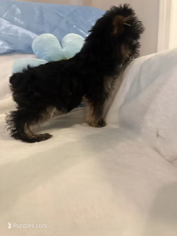 Kevin – Yorkshire Terrier puppy for sale in Greensboro, NC