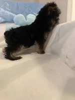 Kevin, a male Yorkshire Terrier for sale in Greensboro, NC – 1 of 5