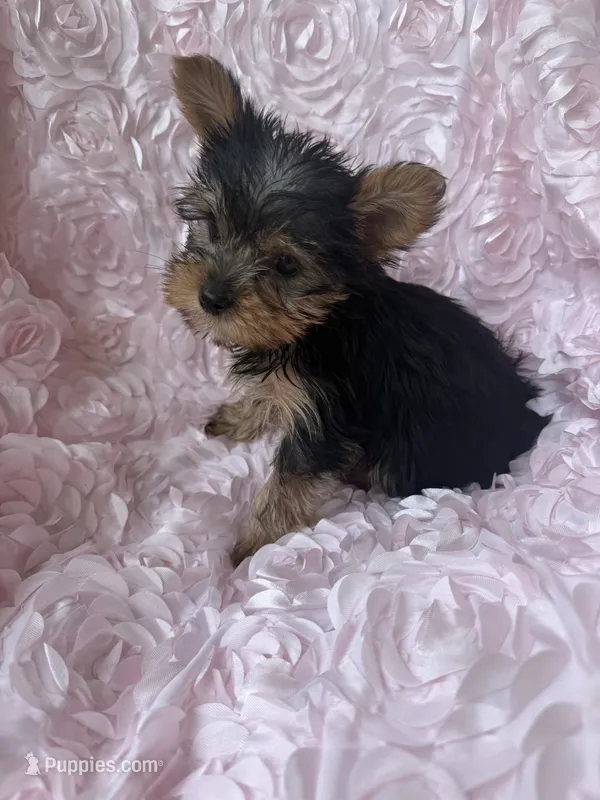 Miss molly – Yorkshire Terrier puppy for sale in Greensboro, NC