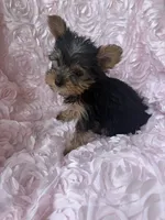 Miss molly, a female Yorkshire Terrier for sale in Greensboro, NC – 1 of 4