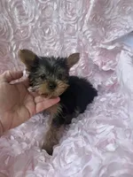 Miss molly, a female Yorkshire Terrier for sale in Greensboro, NC – 4 of 4