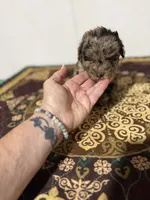 Chip, a male Yorkipoo for sale in Greensboro, NC – 5 of 5