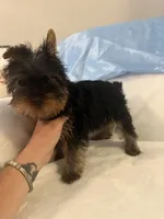 Ralphie, a male Yorkshire Terrier for sale in Greensboro, NC – 1 of 2