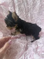 Baby Millie, a female Yorkshire Terrier for sale in Greensboro, NC – 2 of 3