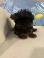 Kevin, a male Yorkshire Terrier for sale in Greensboro, NC – 4 of 5