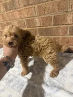 Joey, a male Yorkipoo for sale in Greensboro, NC – 3 of 4