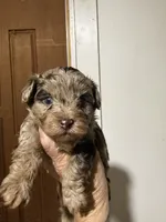 Chip, a male Yorkipoo for sale in Greensboro, NC – 2 of 5