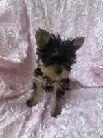 Baby Millie, a female Yorkshire Terrier for sale in Greensboro, NC – 3 of 3