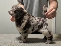 Bingo, a female Poodle - Miniature  for sale in Greensboro, NC – 4 of 5