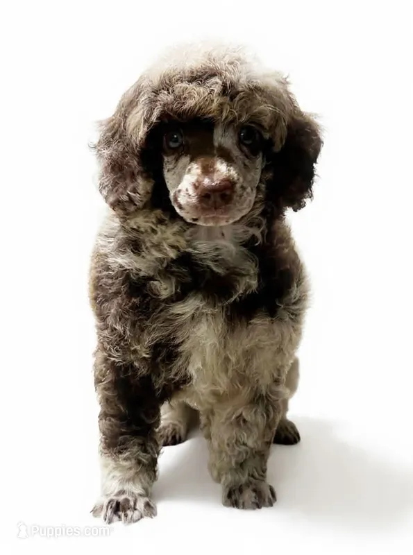 Bingo – Poodle - Miniature  puppy for sale in Greensboro, NC