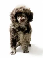 Bingo, a female Poodle - Miniature  for sale in Greensboro, NC – 1 of 5