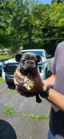 Max, a male French Bulldog for sale in Greensboro, NC – Photo 3 of 3