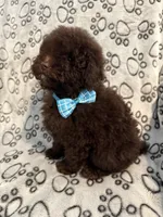 Mac, a male Poodle - Miniature  for sale in Greensboro, NC – Photo 3 of 3