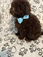 Mac, a male Poodle - Miniature  for sale in Greensboro, NC – Photo 1 of 3
