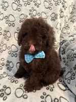 Mac, a male Poodle - Miniature  for sale in Greensboro, NC – Photo 2 of 3