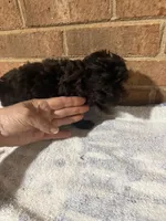Teeny, a male Yorkipoo for sale in Greensboro, NC – 4 of 4