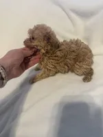 Manny, a male Yorkipoo for sale in Greensboro, NC – Photo 1 of 3