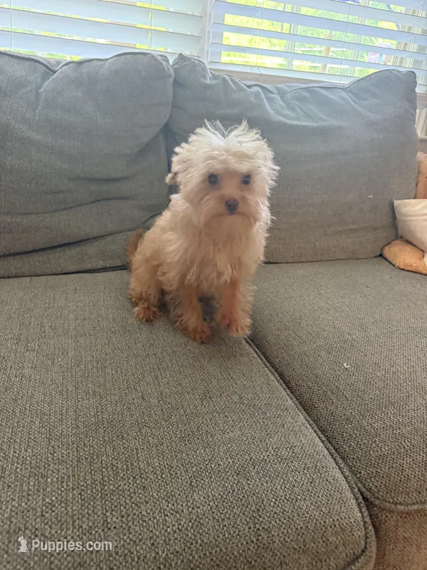 Manny – Yorkipoo puppy for sale in Greensboro, NC