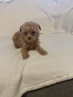 Manny, a male Yorkipoo for sale in Greensboro, NC – Photo 3 of 3