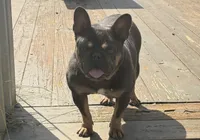 BabyBlue. Bugsy., a female French Bulldog for sale in Greensboro, NC – 5 of 5