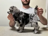 Bluey, a female Poodle - Miniature  for sale in Greensboro, NC – 5 of 5