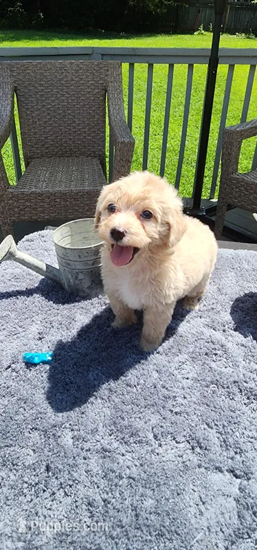 Gizmo, a male Yorkipoo for sale in Greensboro, NC – Photo 1 of 5