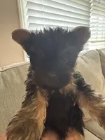 Babe, a female Yorkshire Terrier for sale in Greensboro, NC – 1 of 4