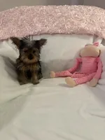Miss molly, a female Yorkshire Terrier for sale in Greensboro, NC – 1 of 4
