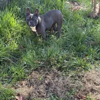 Ej blue, a female French Bulldog for sale in Greensboro, NC – Photo 3 of 4